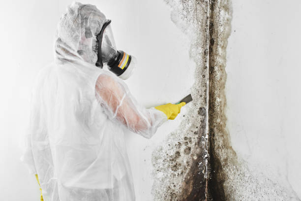 Best Attic Mold Remediation in , VT