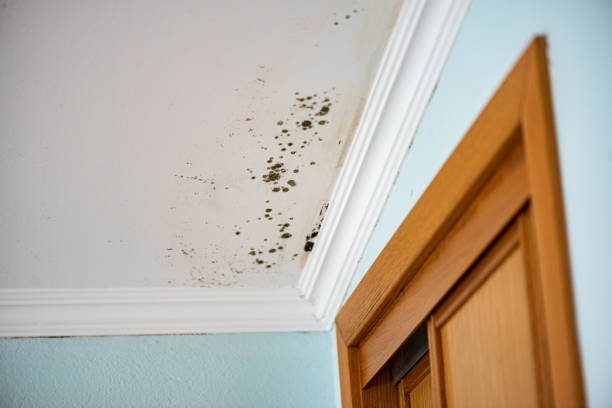 Best Health and Safety Mold Remediation in , VT