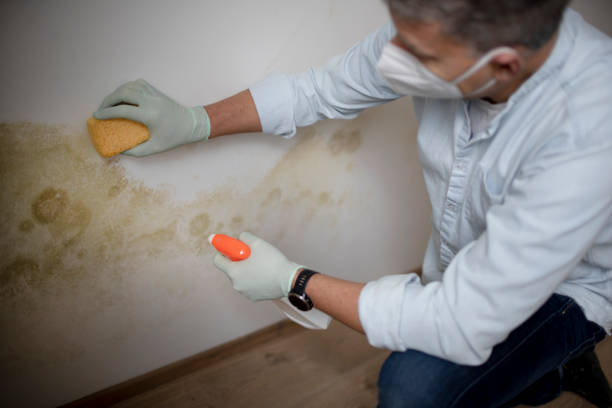 Best Mold Testing and Inspection Services in , VT