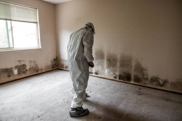 Best Residential Mold Remediation in , VT